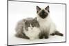 Ragdoll X British Shorthair and Ragdoll Kittens, 12 Weeks-Mark Taylor-Mounted Photographic Print