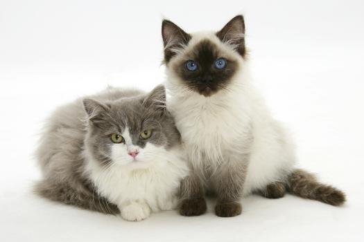 Ragdoll X British Shorthair and Ragdoll Kittens, 12 Weeks' Photographic  Print - Mark Taylor | AllPosters.com