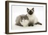 Ragdoll X British Shorthair and Ragdoll Kittens, 12 Weeks-Mark Taylor-Framed Photographic Print