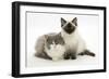 Ragdoll X British Shorthair and Ragdoll Kittens, 12 Weeks-Mark Taylor-Framed Photographic Print