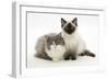 Ragdoll X British Shorthair and Ragdoll Kittens, 12 Weeks-Mark Taylor-Framed Photographic Print