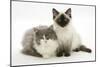 Ragdoll X British Shorthair and Ragdoll Kittens, 12 Weeks-Mark Taylor-Mounted Photographic Print