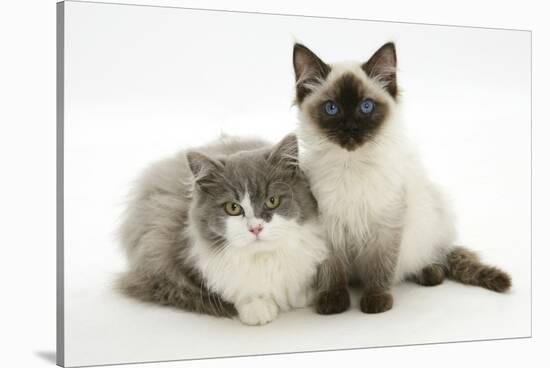 Ragdoll X British Shorthair and Ragdoll Kittens, 12 Weeks-Mark Taylor-Stretched Canvas