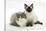 Ragdoll X British Shorthair and Ragdoll Kittens, 12 Weeks-Mark Taylor-Stretched Canvas