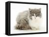 Ragdoll X British Shorthair Kitten, 12 Weeks-Mark Taylor-Framed Stretched Canvas