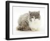 Ragdoll X British Shorthair Kitten, 12 Weeks-Mark Taylor-Framed Photographic Print