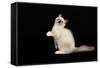 Ragdoll-null-Framed Stretched Canvas