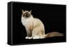 Ragdoll-null-Framed Stretched Canvas