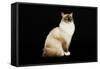 Ragdoll-null-Framed Stretched Canvas