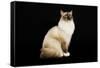 Ragdoll-null-Framed Stretched Canvas