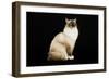 Ragdoll-null-Framed Premium Photographic Print