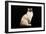 Ragdoll-null-Framed Premium Photographic Print