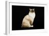 Ragdoll-null-Framed Premium Photographic Print