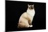 Ragdoll-null-Mounted Premium Photographic Print