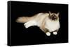 Ragdoll-null-Framed Stretched Canvas