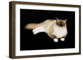 Ragdoll-null-Framed Photographic Print