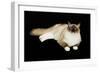 Ragdoll-null-Framed Photographic Print