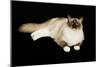 Ragdoll-null-Mounted Photographic Print