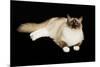 Ragdoll-null-Mounted Photographic Print