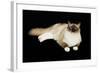 Ragdoll-null-Framed Photographic Print