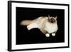 Ragdoll-null-Framed Photographic Print