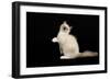 Ragdoll-null-Framed Photographic Print