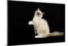 Ragdoll-null-Mounted Photographic Print