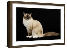 Ragdoll-null-Framed Photographic Print