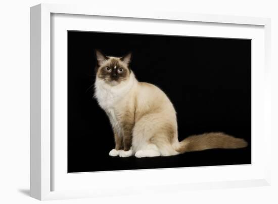 Ragdoll-null-Framed Photographic Print