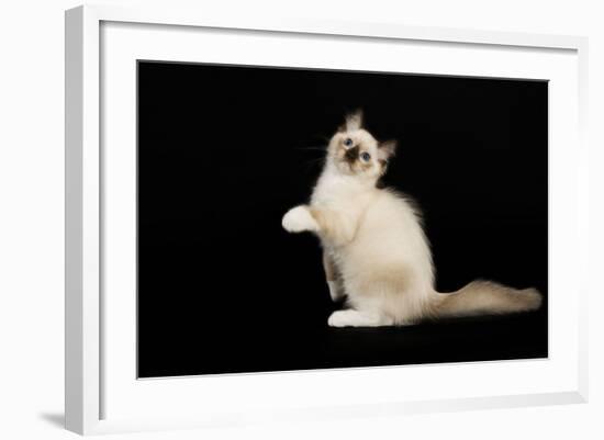 Ragdoll-null-Framed Photographic Print