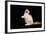 Ragdoll-null-Framed Photographic Print