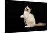 Ragdoll-null-Mounted Photographic Print