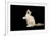 Ragdoll-null-Framed Photographic Print