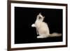 Ragdoll-null-Framed Photographic Print