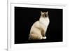 Ragdoll-null-Framed Photographic Print