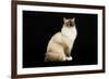 Ragdoll-null-Framed Photographic Print