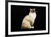 Ragdoll-null-Framed Photographic Print