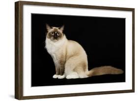 Ragdoll-null-Framed Photographic Print