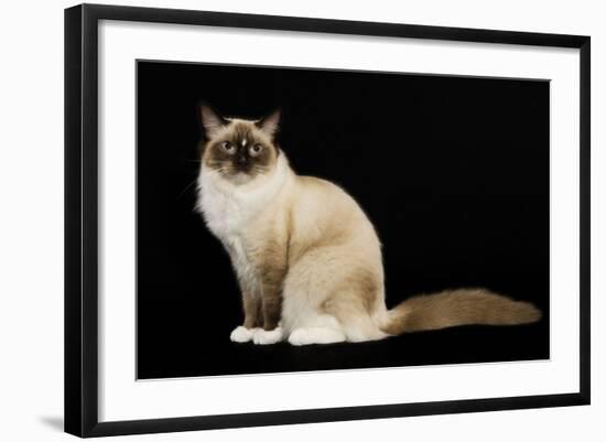 Ragdoll-null-Framed Photographic Print