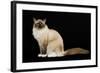 Ragdoll-null-Framed Photographic Print