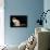 Ragdoll-null-Mounted Photographic Print displayed on a wall