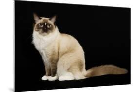 Ragdoll-null-Mounted Photographic Print