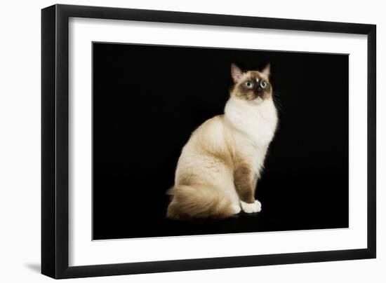 Ragdoll-null-Framed Photographic Print