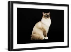 Ragdoll-null-Framed Photographic Print