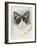 Ragdoll-Barbara Keith-Framed Giclee Print