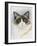 Ragdoll-Barbara Keith-Framed Giclee Print