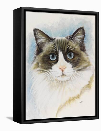 Ragdoll-Barbara Keith-Framed Stretched Canvas