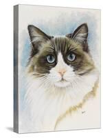 Ragdoll-Barbara Keith-Stretched Canvas