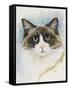 Ragdoll-Barbara Keith-Framed Stretched Canvas