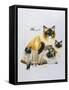 Ragdoll-Barbara Keith-Framed Stretched Canvas